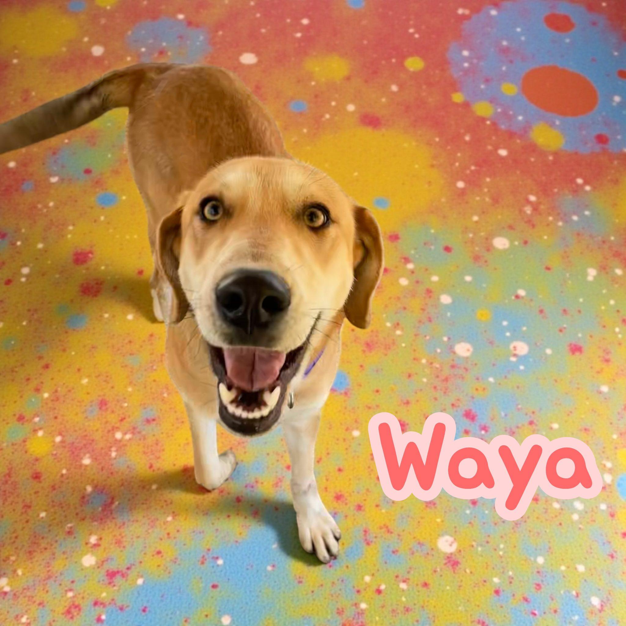 Waya — thumbnail 3