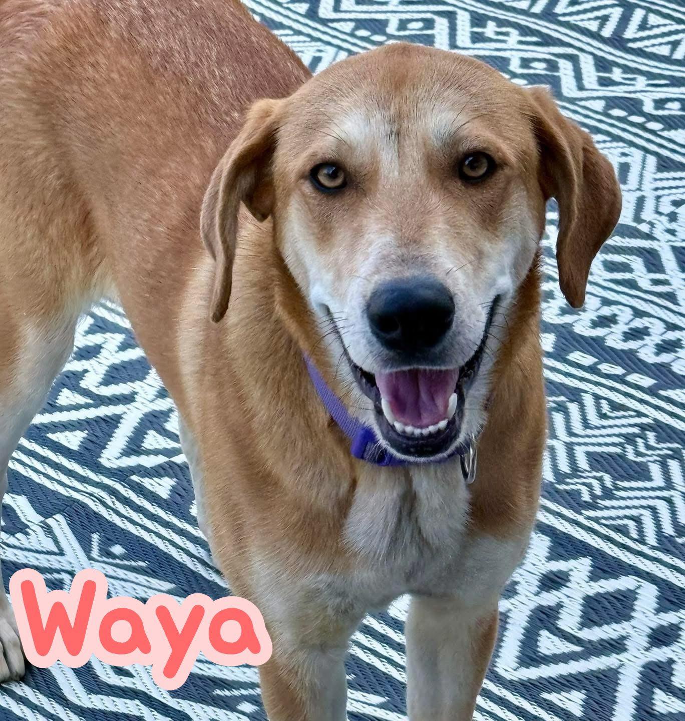 Waya — thumbnail 5