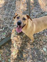 Penny, Adoptable, Adult Female Retriever & Mixed Breed.