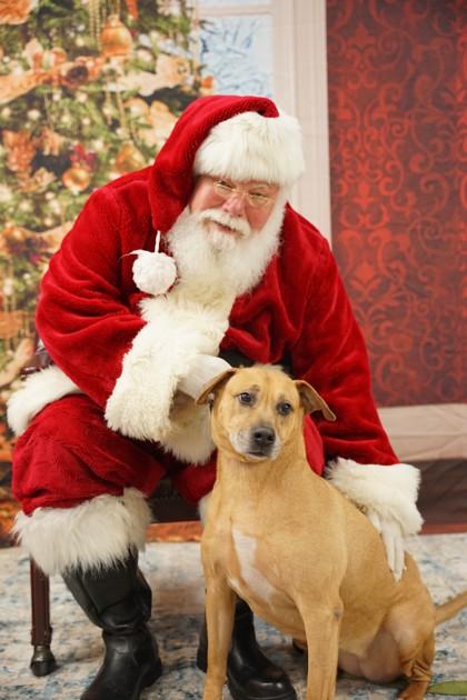 Enlarge Penny, a Adoptable mixed breed in Spartanburg, SC image 2/3