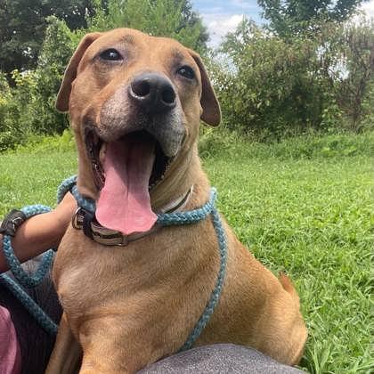 Enlarge Penny, a Adoptable mixed breed in Spartanburg, SC image 3/3