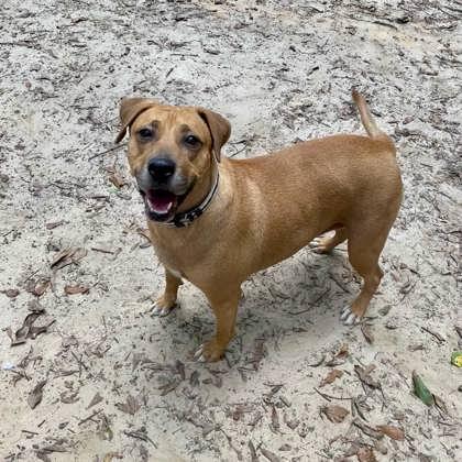 Enlarge Penny, a Adoptable mixed breed in Spartanburg, SC image 3/3