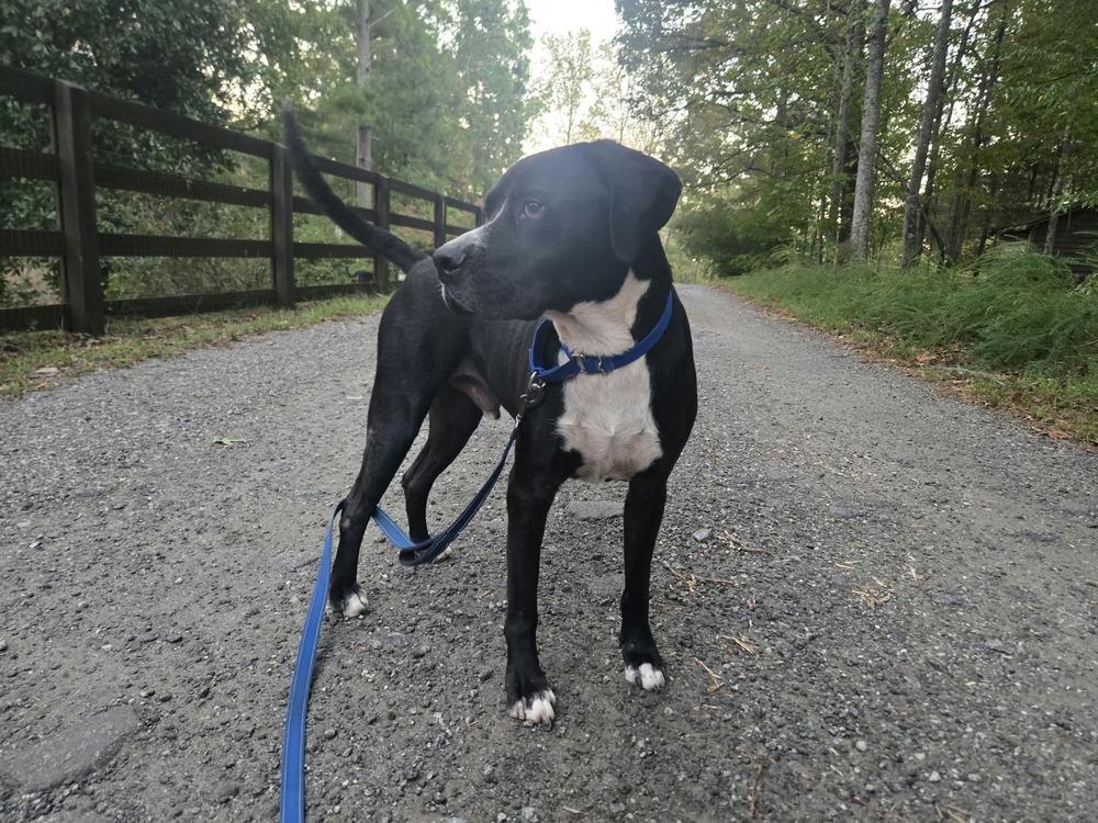 Enlarge Claude, a Adoptable American Bully in Acworth, GA image 1/4
