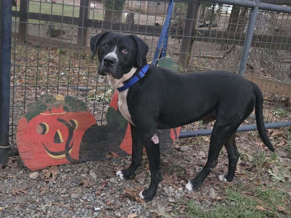 Enlarge Claude, a Adoptable American Bully in Acworth, GA image 2/4