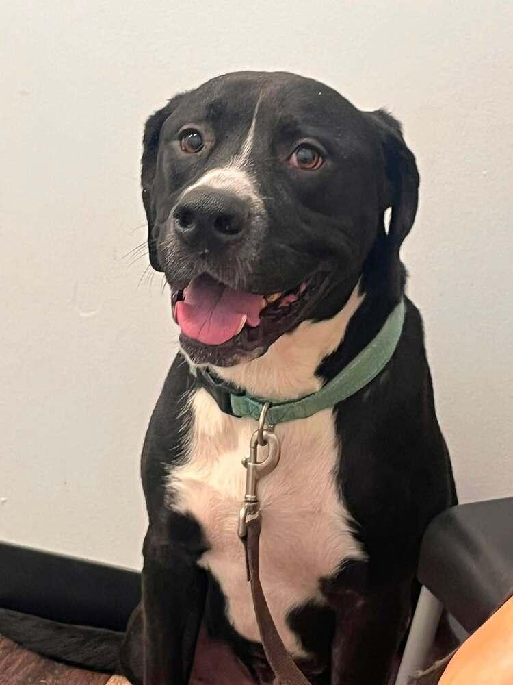 Enlarge Claude, a Adoptable American Bully in Acworth, GA image 3/4