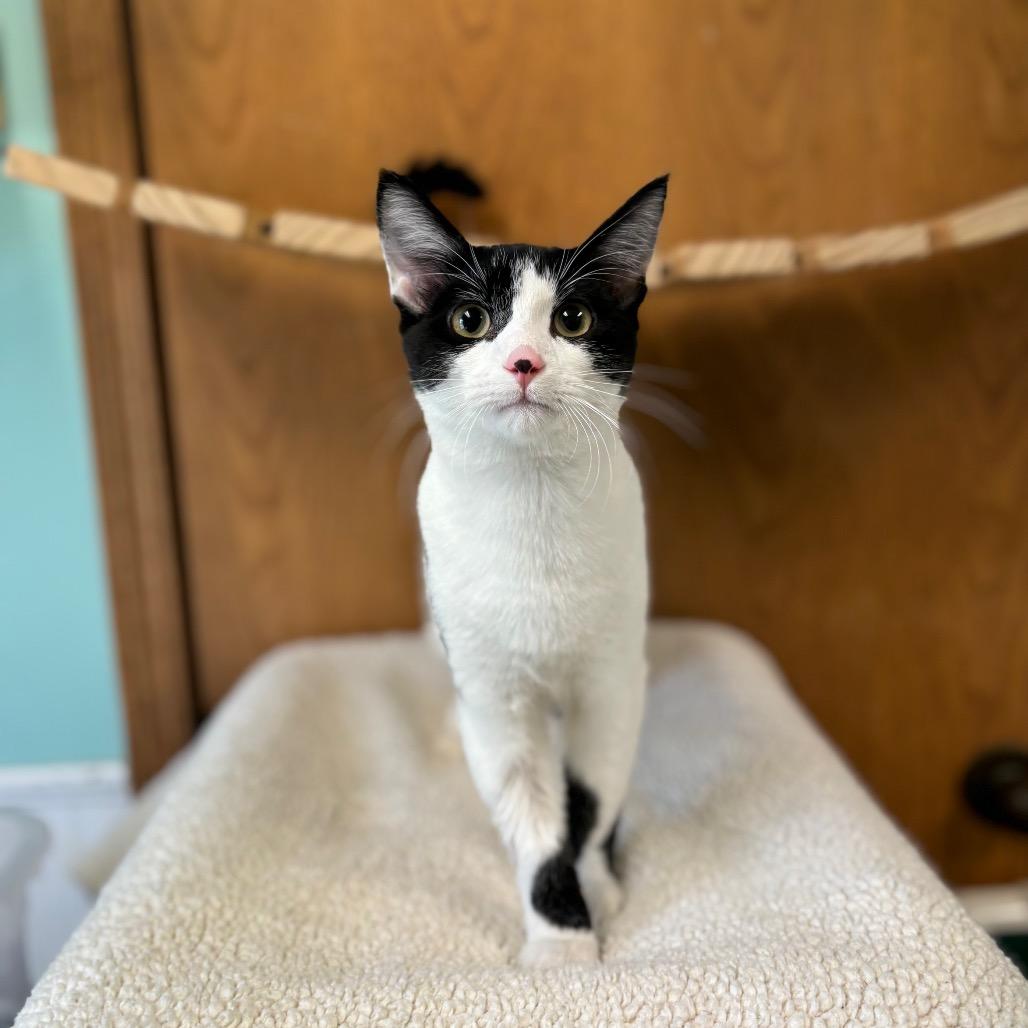 Volt--In Foster, Adoptable, Young Male Domestic Short Hair.