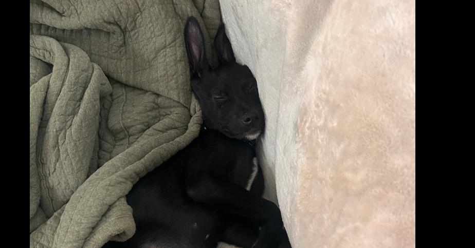 Enlarge Pepe, a Adoptable mixed breed in Denver, CO image 1/5