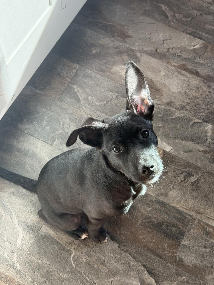 Enlarge Pepe, a Adoptable mixed breed in Denver, CO image 2/5