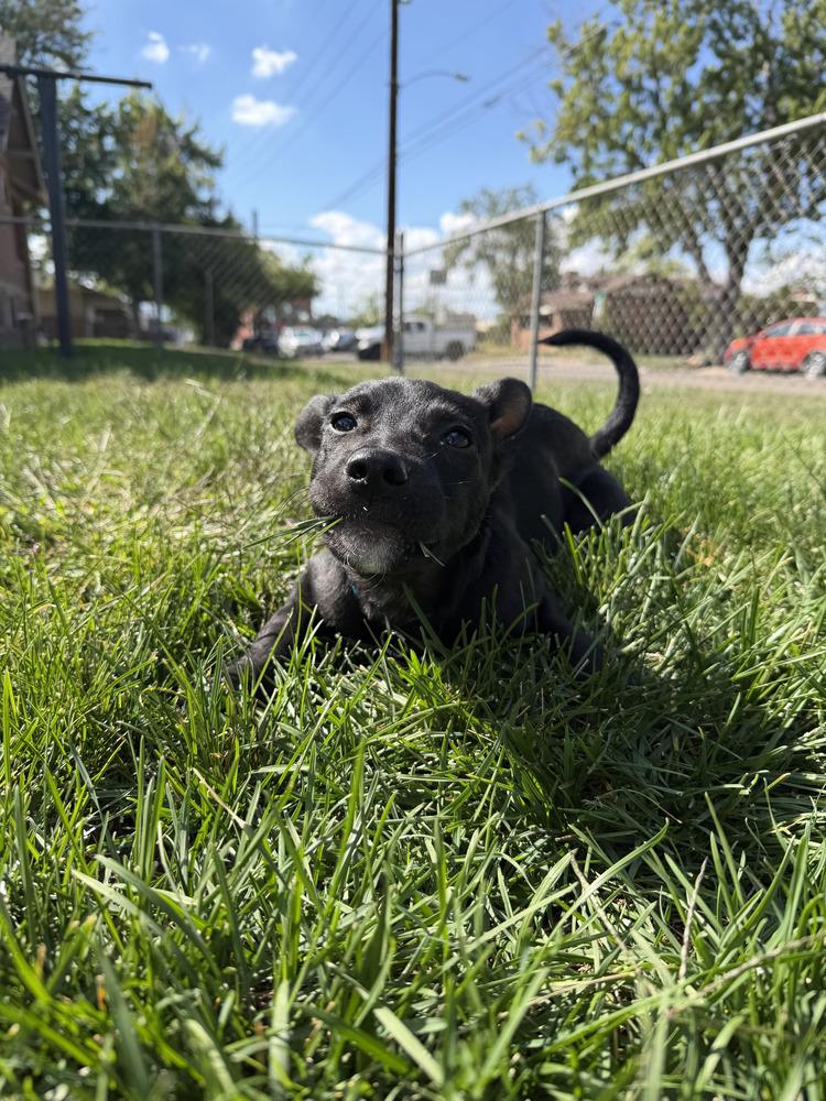 Enlarge Pepe, a Adoptable mixed breed in Denver, CO image 3/5