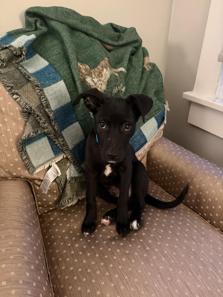 Enlarge Pepe, a Adoptable mixed breed in Denver, CO image 4/5