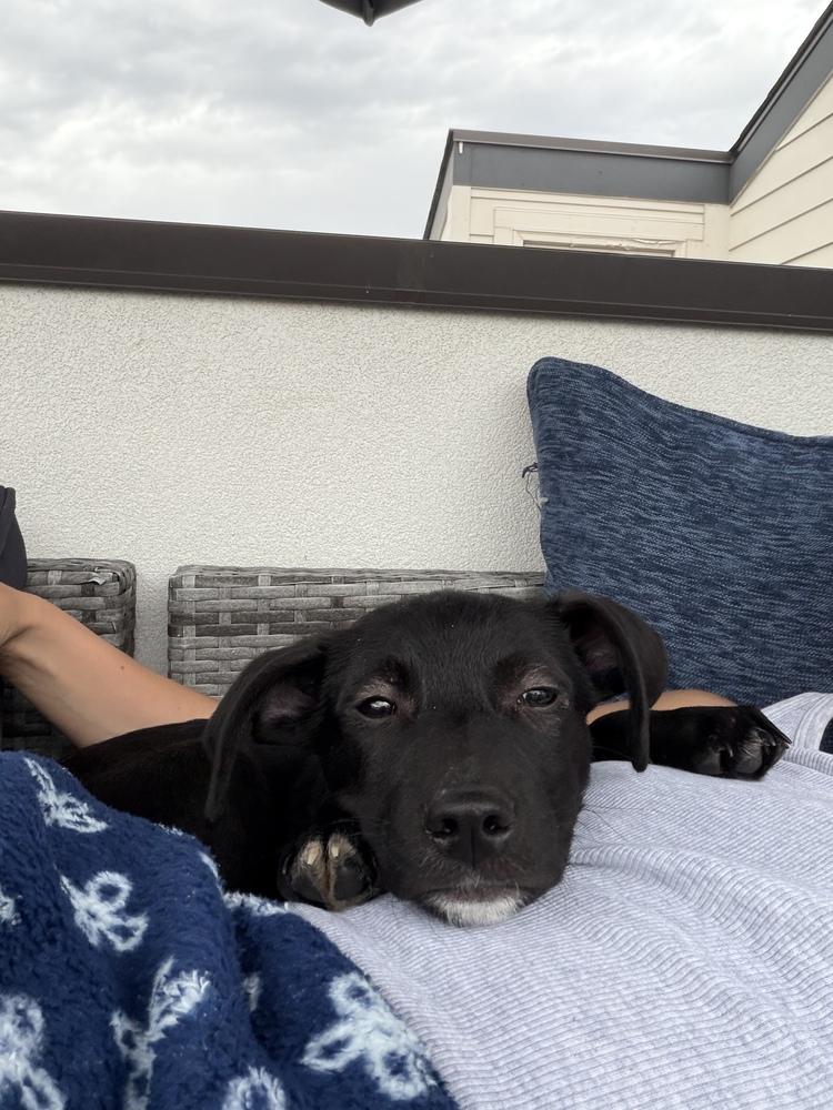 Enlarge Pepe, a Adoptable mixed breed in Denver, CO image 5/5