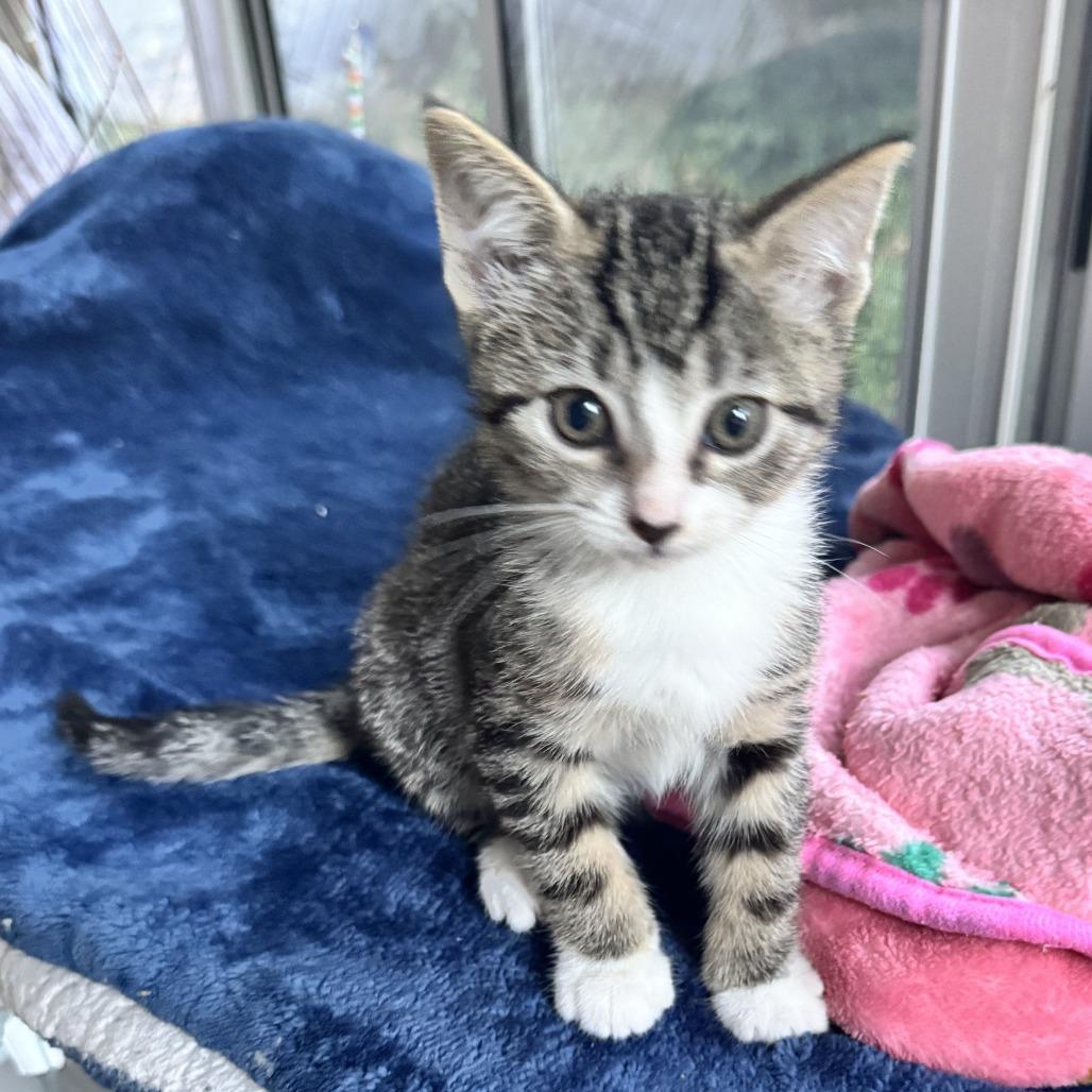 Bubbles, Adoptable, Kitten Female Domestic Short Hair.