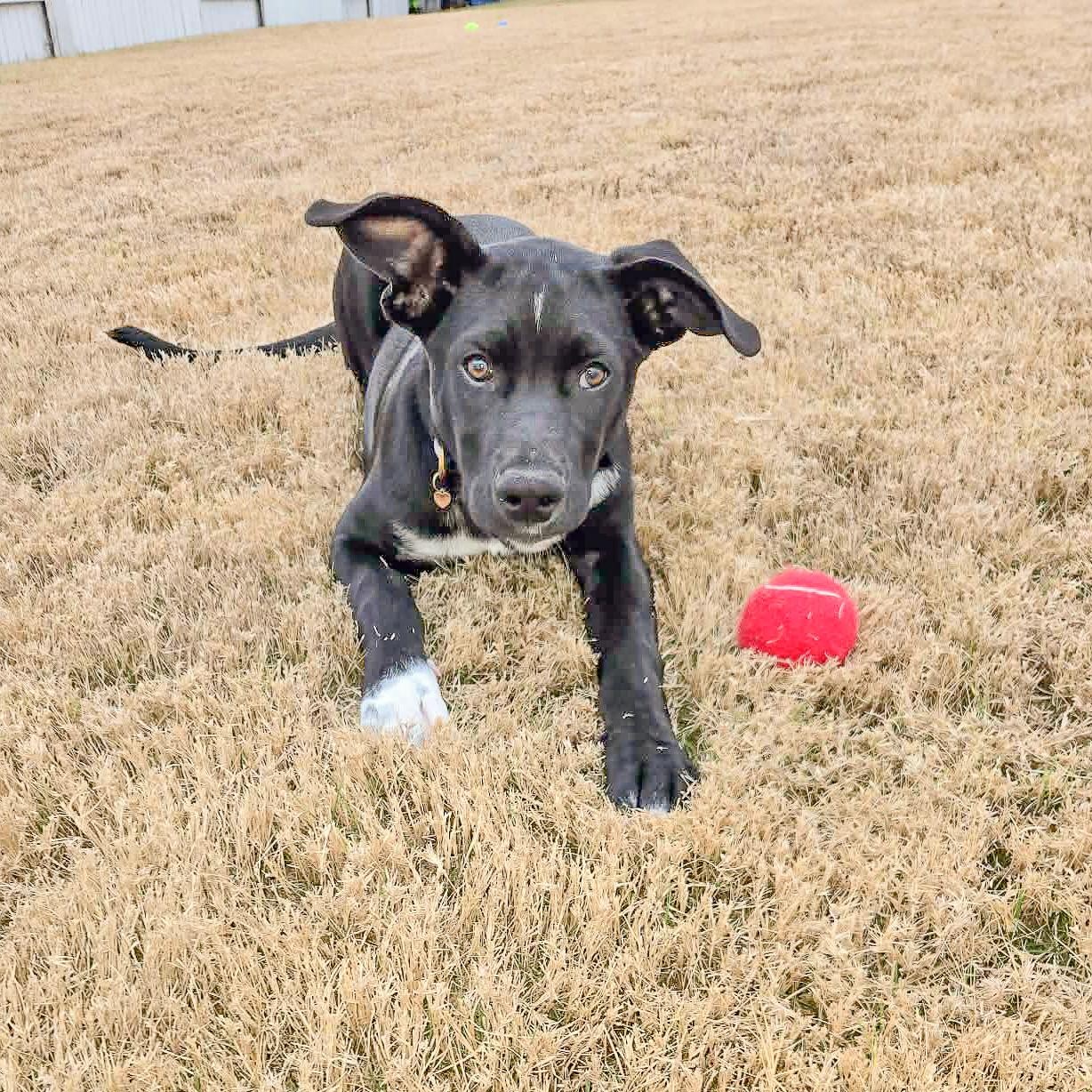 Laurette — thumbnail 2