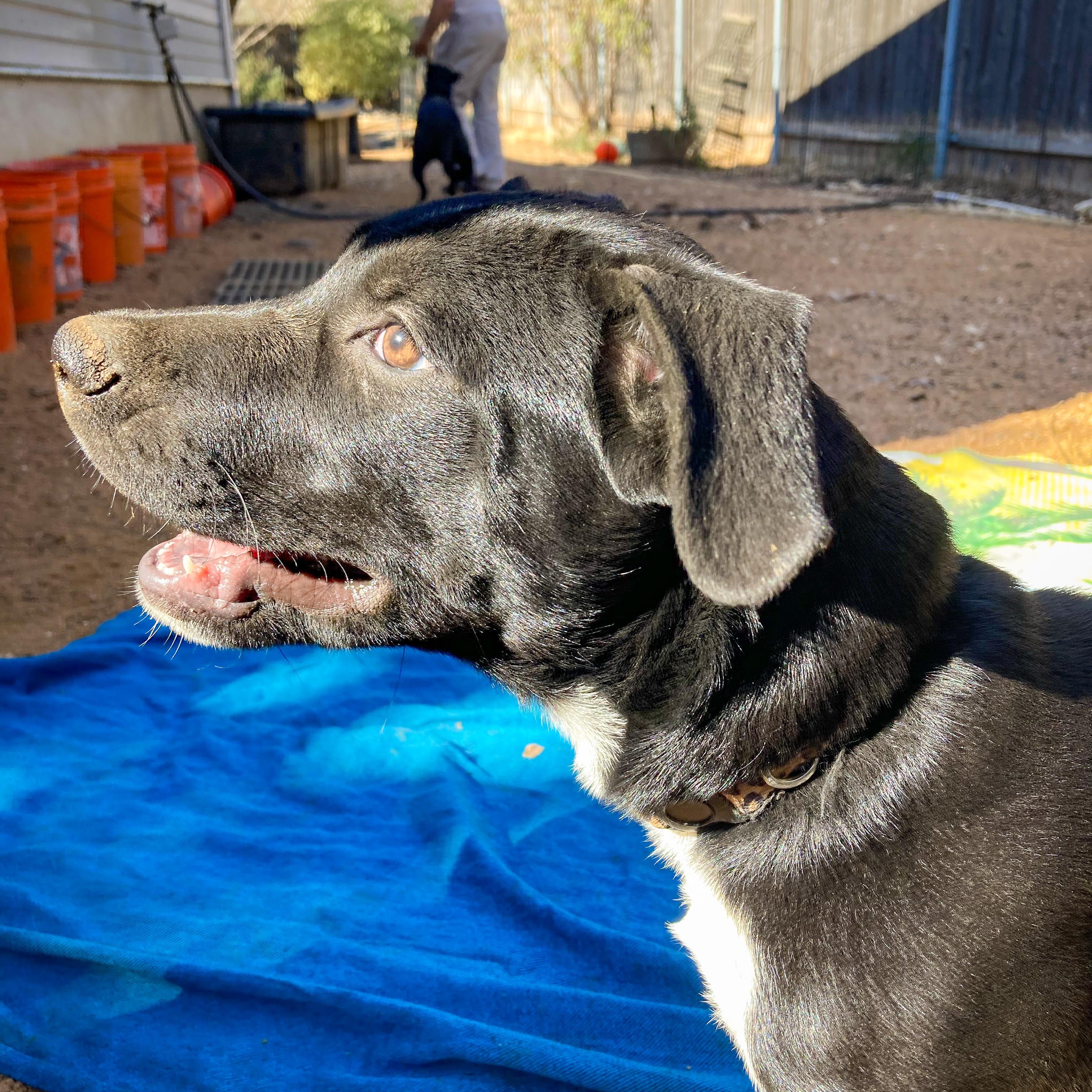 Laurette — thumbnail 3