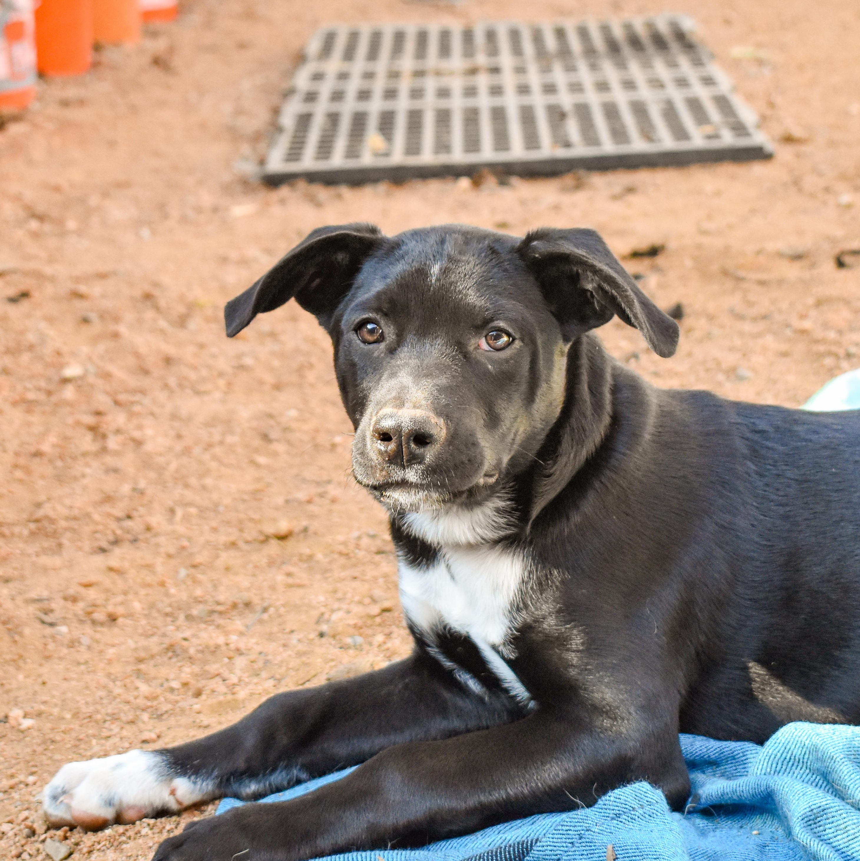 Laurette — thumbnail 6