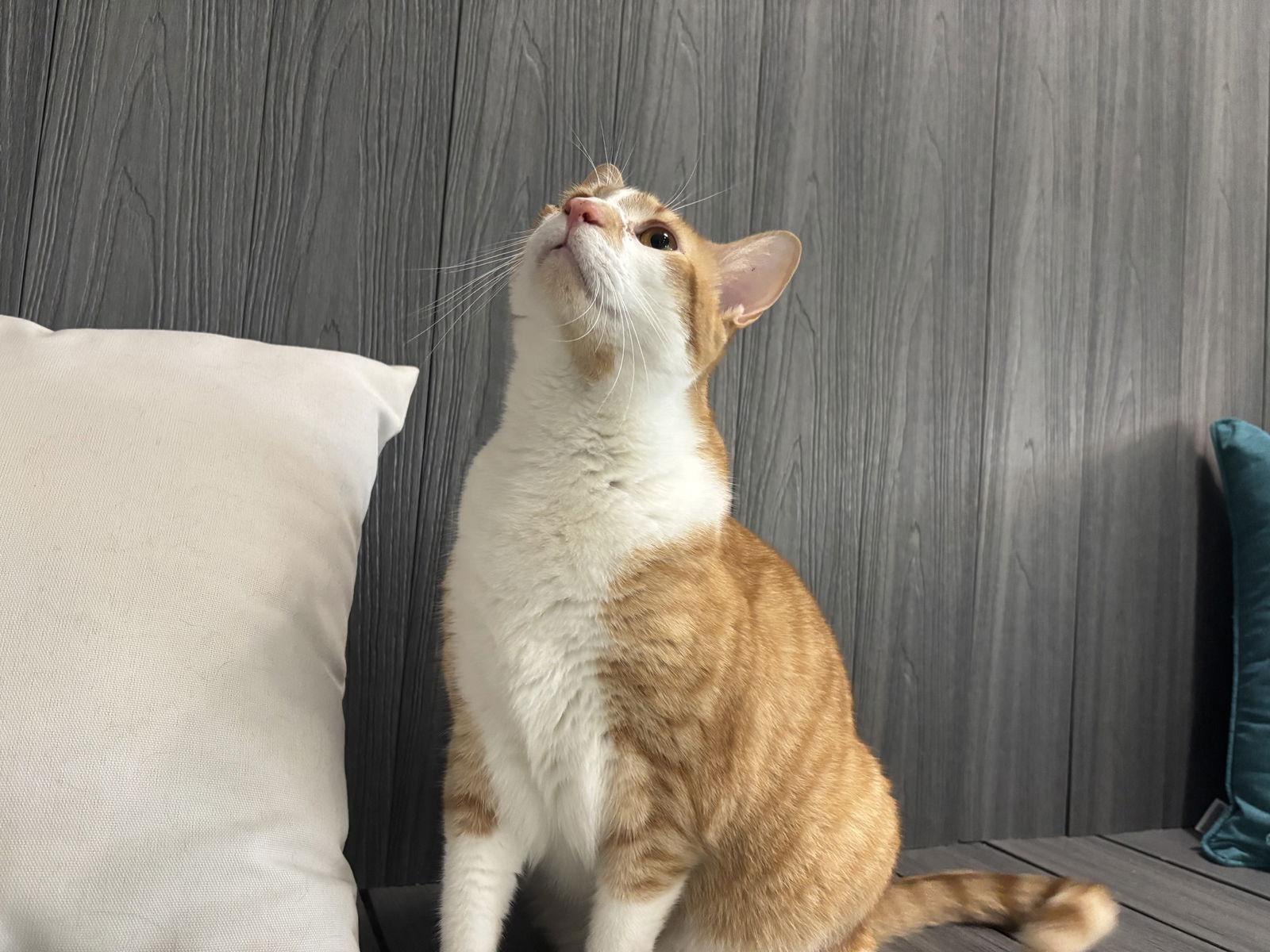 Rajah, Adoptable, Adult Male Domestic Short Hair.