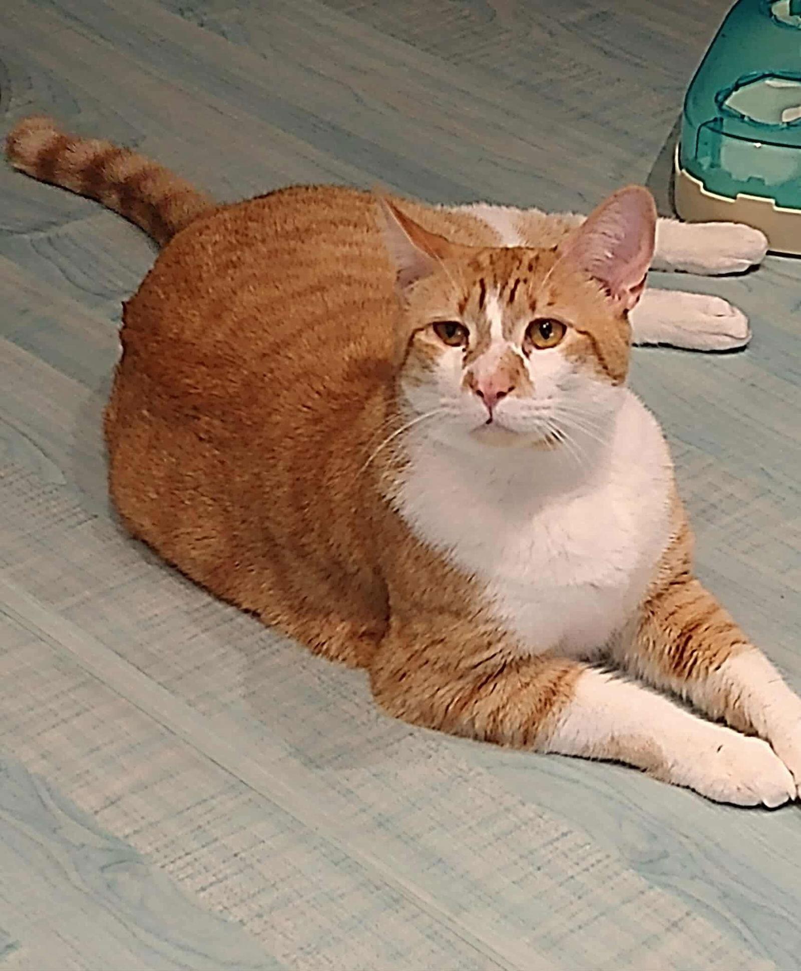 Rajah, a Adoptable Domestic Short Hair in Oakboro , NC image 2/3