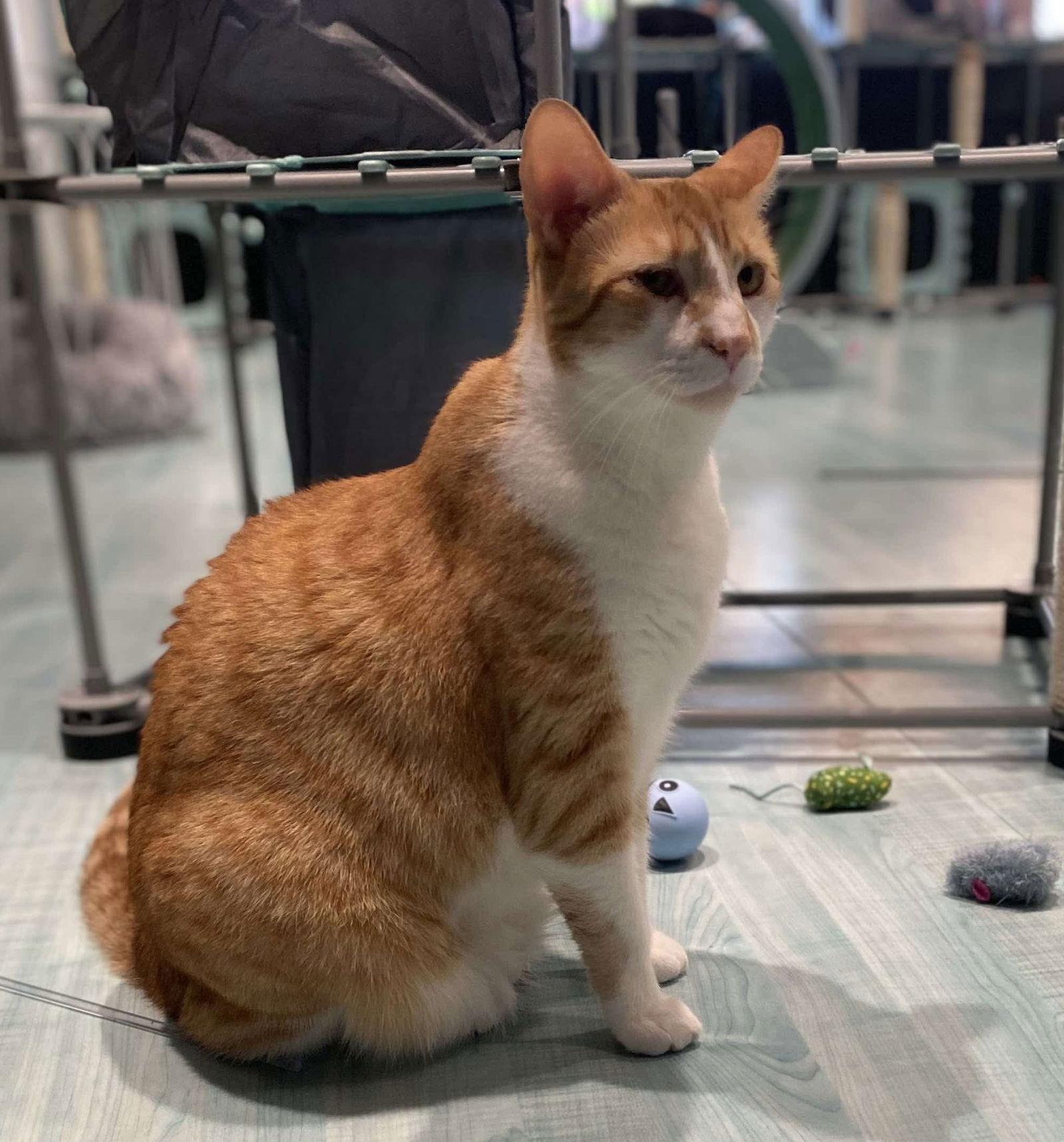 Rajah, a Adoptable Domestic Short Hair in Oakboro , NC image 3/3