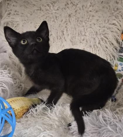 Enlarge Mira, a Adoptable mixed breed in Conway, SC image 1/3