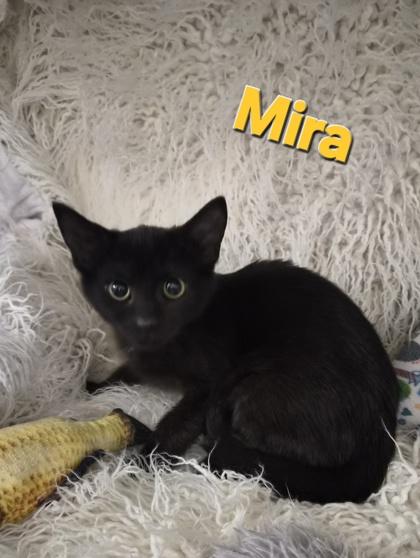 Enlarge Mira, a Adoptable mixed breed in Conway, SC image 2/3