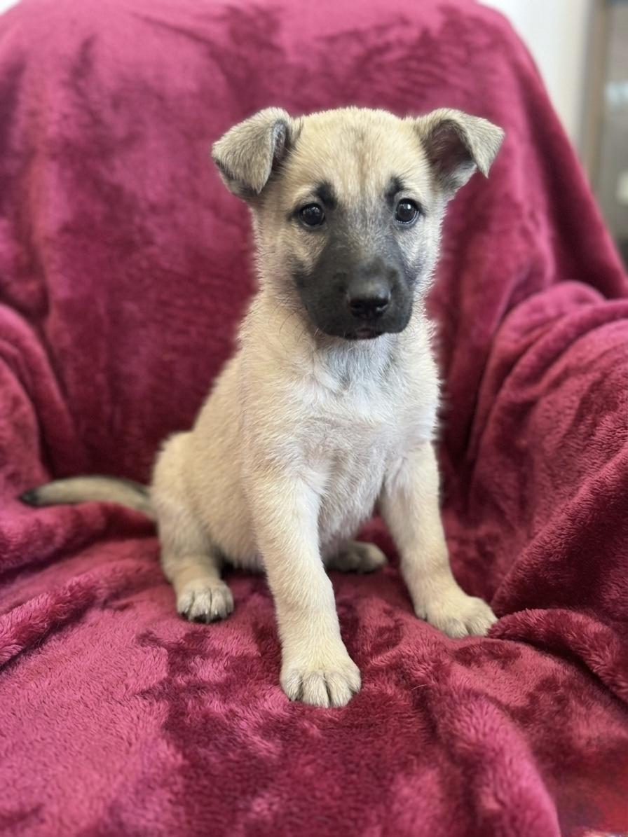 Enlarge Dazzle, a ADOPTABLE mixed breed in Hales corners, WI image 2/3