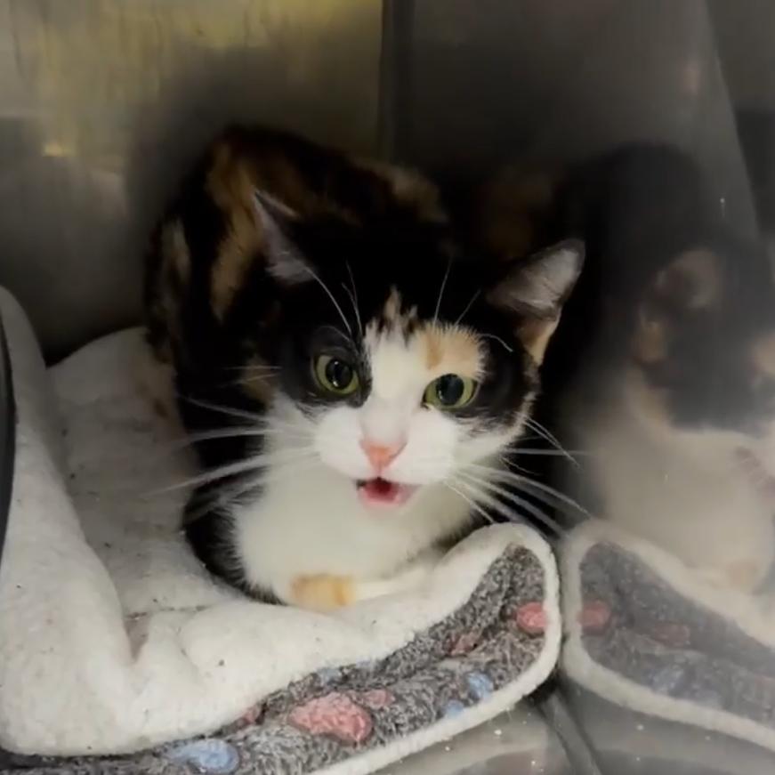 Nubs, Adoptable, Young Female Domestic Short Hair.