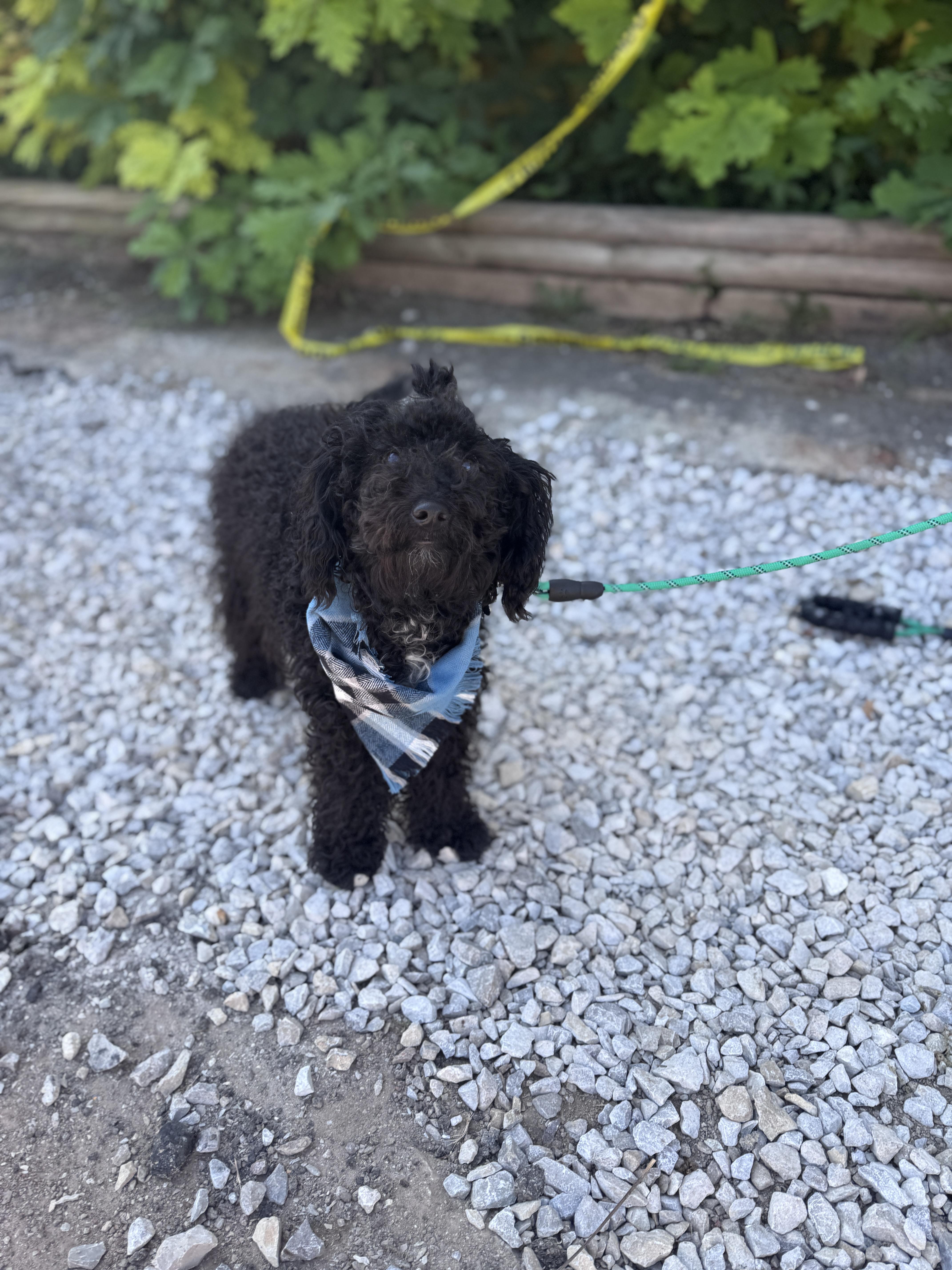 Midnight, Adoptable, Adult Male Miniature Poodle.