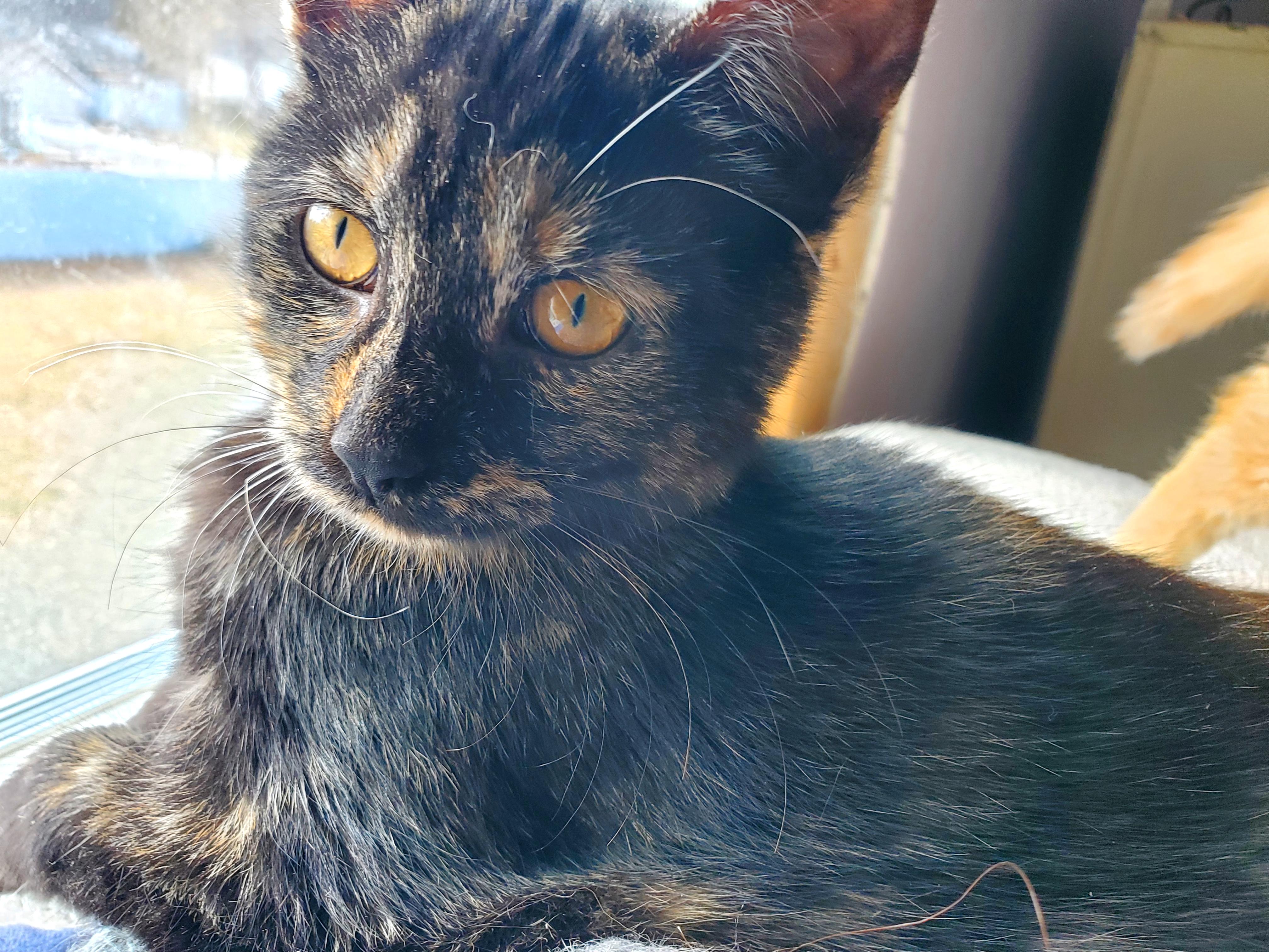 Enlarge Mia (& Milo?), an adopted Tortoiseshell in Gladwin, MI image 4/6