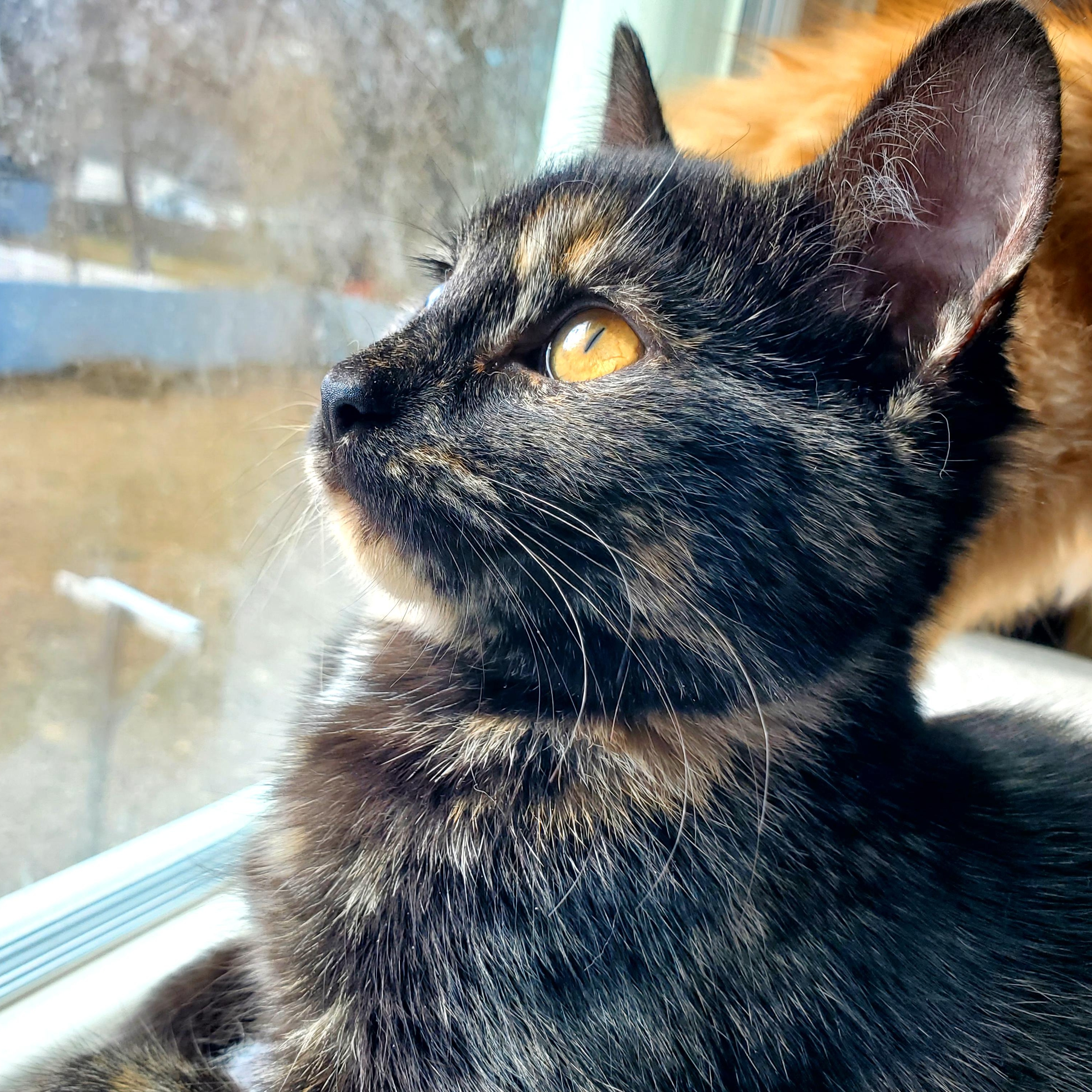 Enlarge Mia (& Milo?), an adopted Tortoiseshell in Gladwin, MI image 2/6