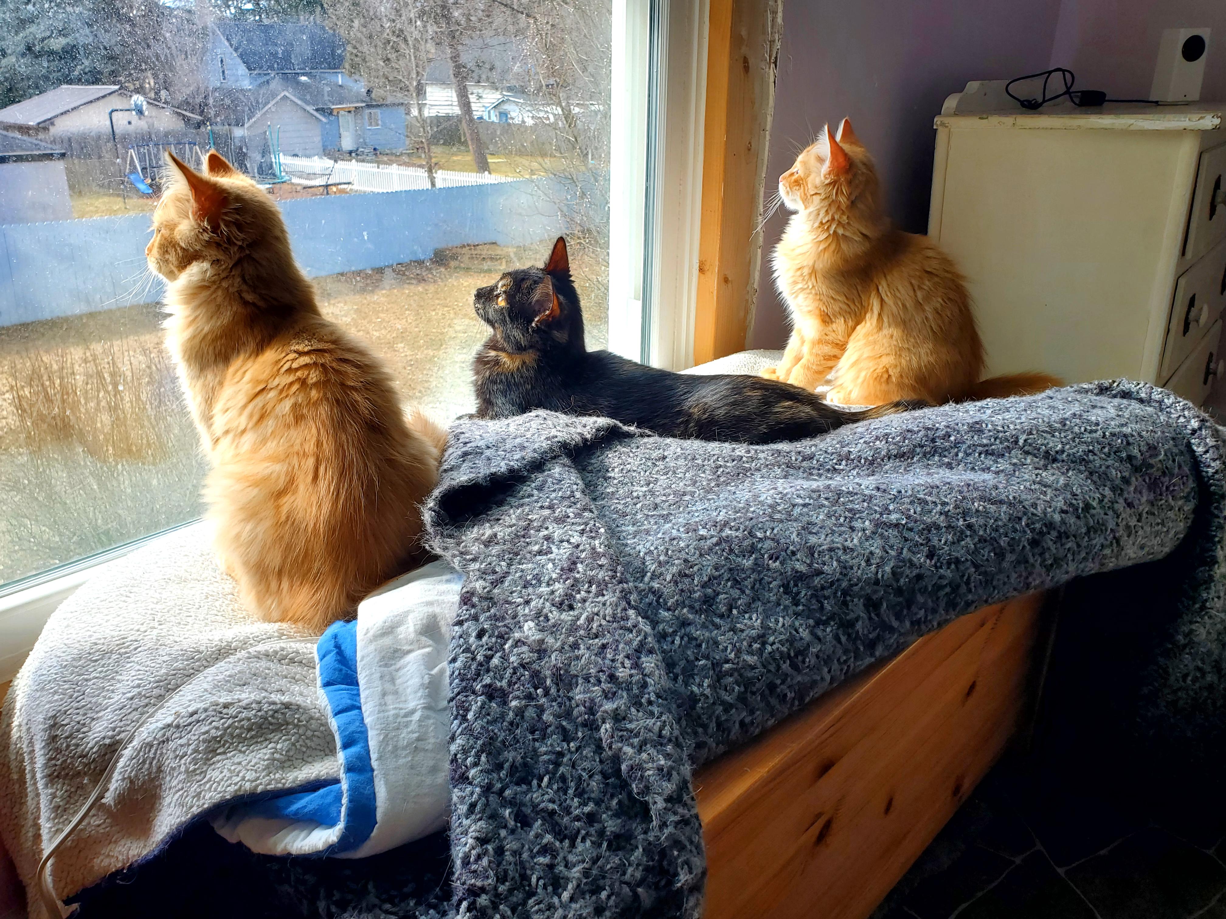 Enlarge Mia (& Milo?), an adopted Tortoiseshell in Gladwin, MI image 3/6