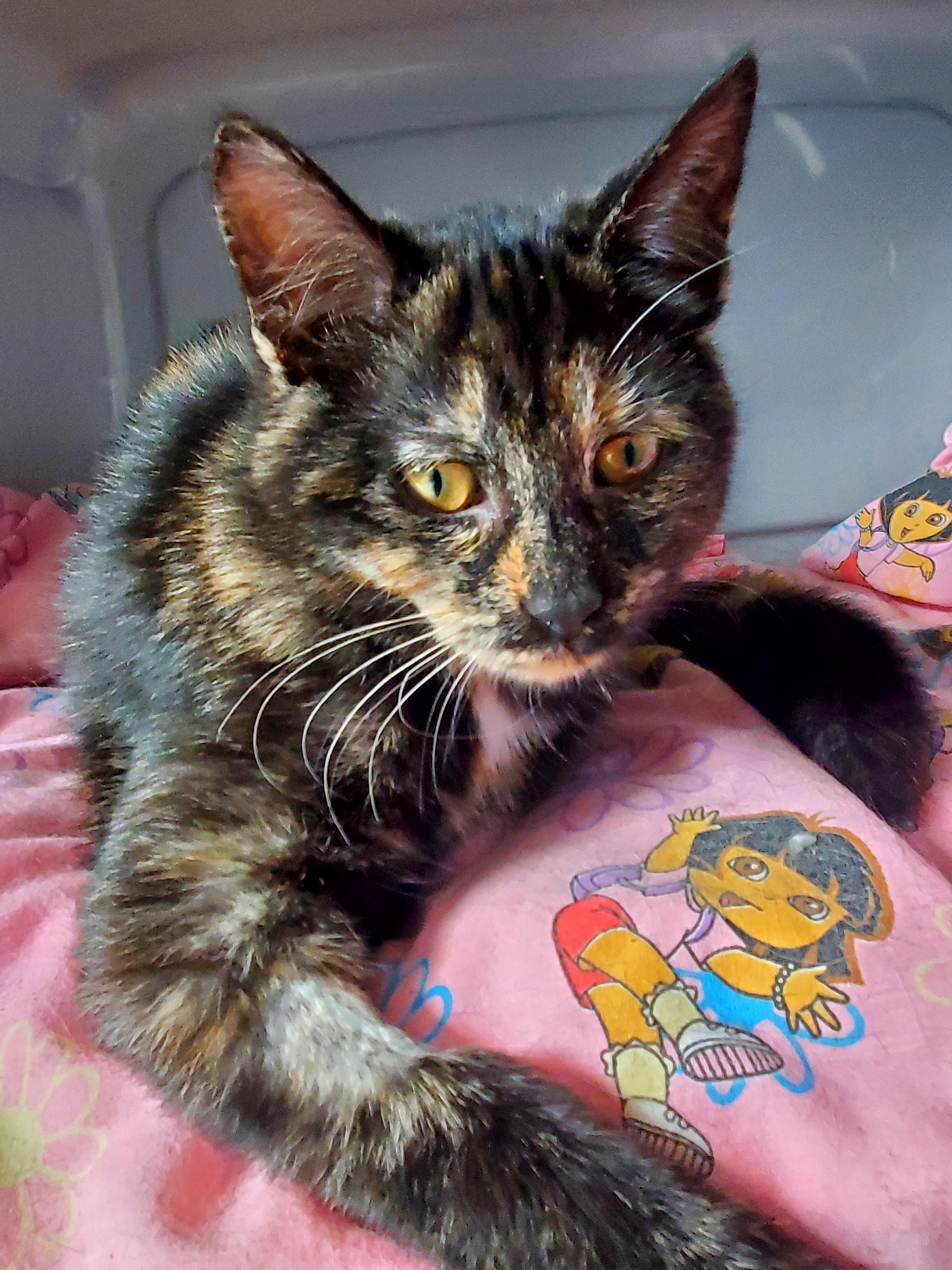 Enlarge Mia (& Milo?), an adopted Tortoiseshell in Gladwin, MI image 5/6