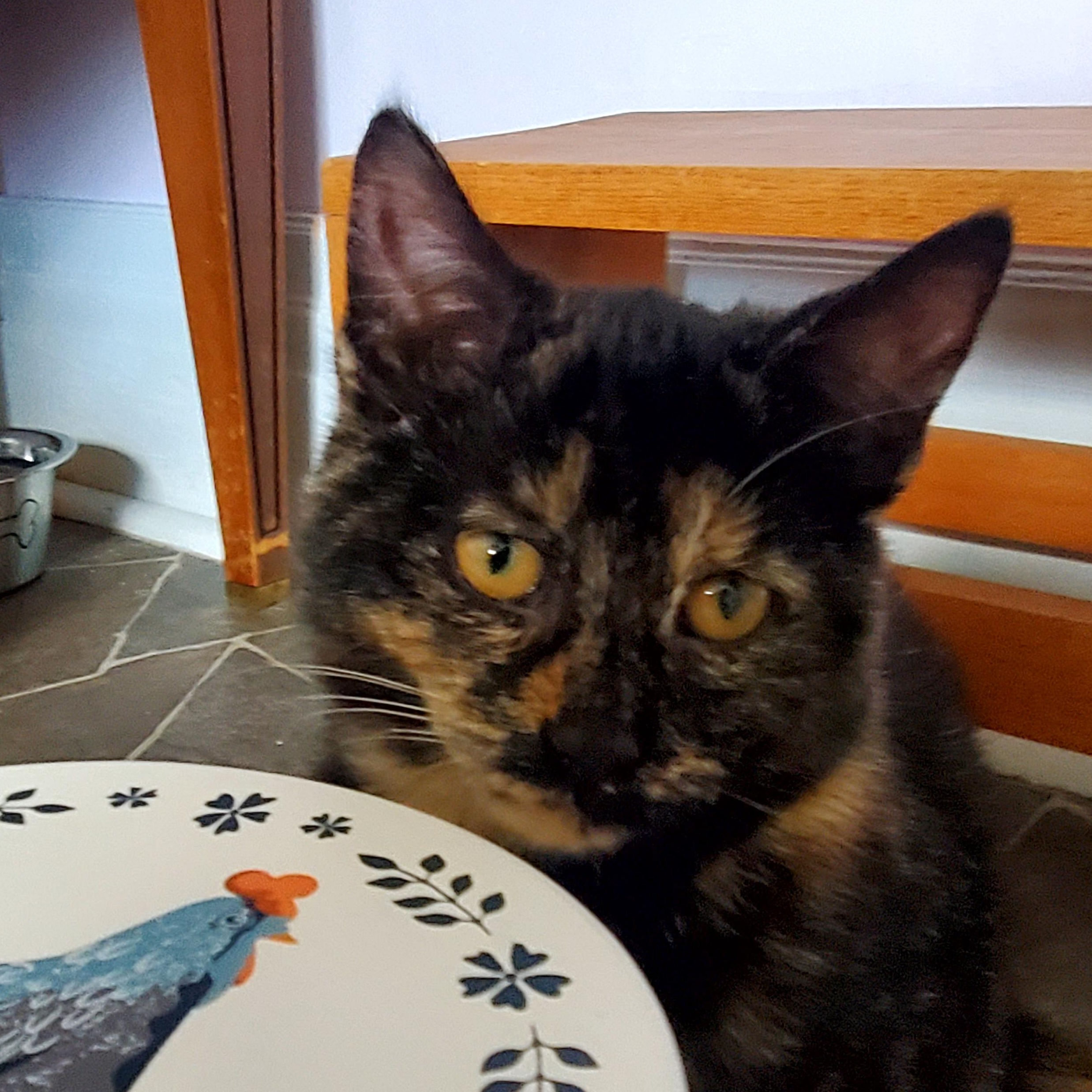 Enlarge Mia (& Milo?), an adopted Tortoiseshell in Gladwin, MI image 6/6