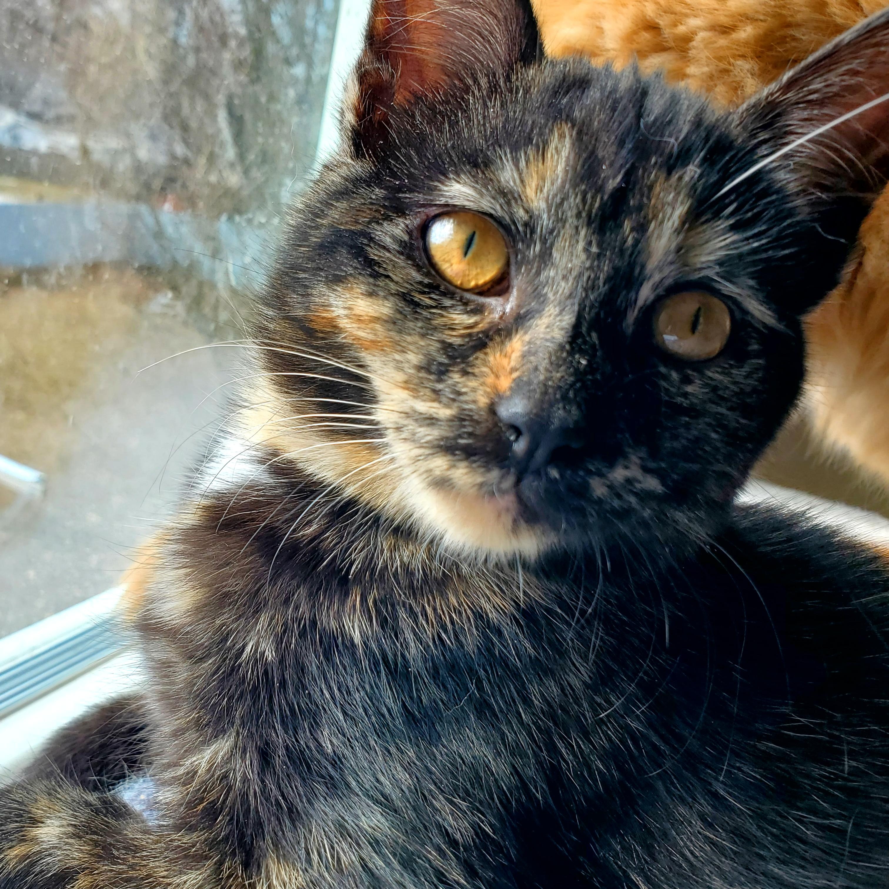Mia (& Milo?), adopted, Kitten Female Tortoiseshell.