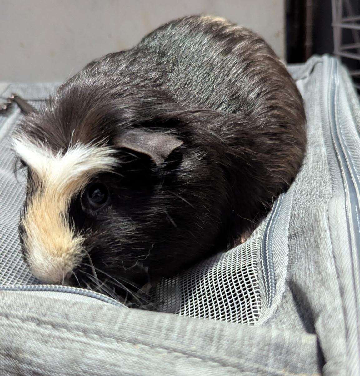 Macaroon, a Adoptable mixed breed in Basking Ridge, NJ image 1/2