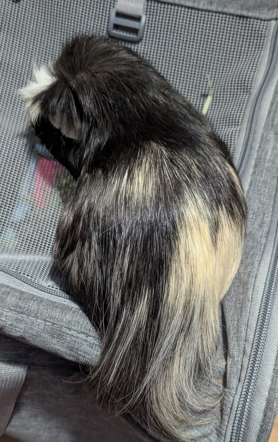 Macaroon, a Adoptable mixed breed in Basking Ridge, NJ image 2/2