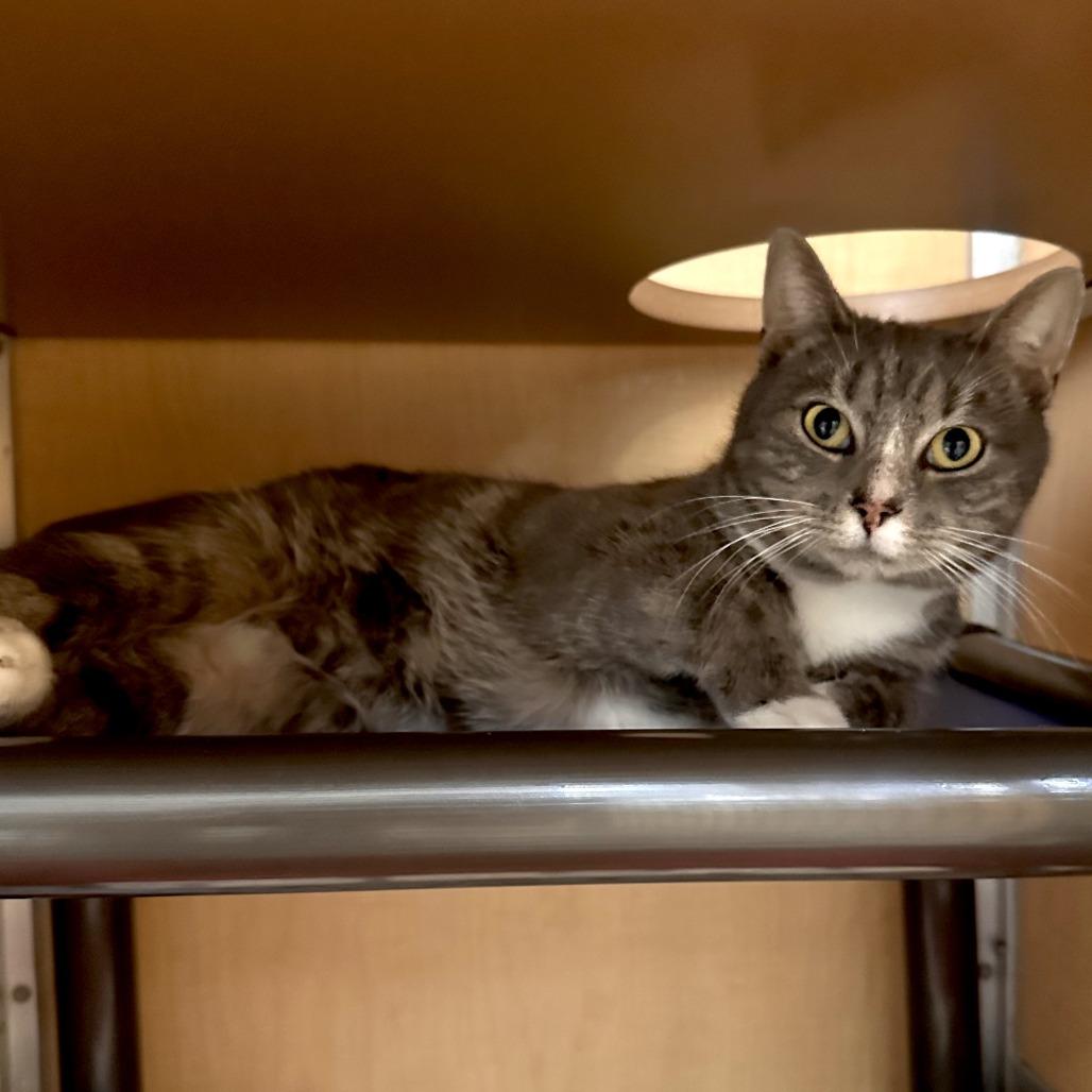 Arturo, Adoptable, Young Male Domestic Short Hair.