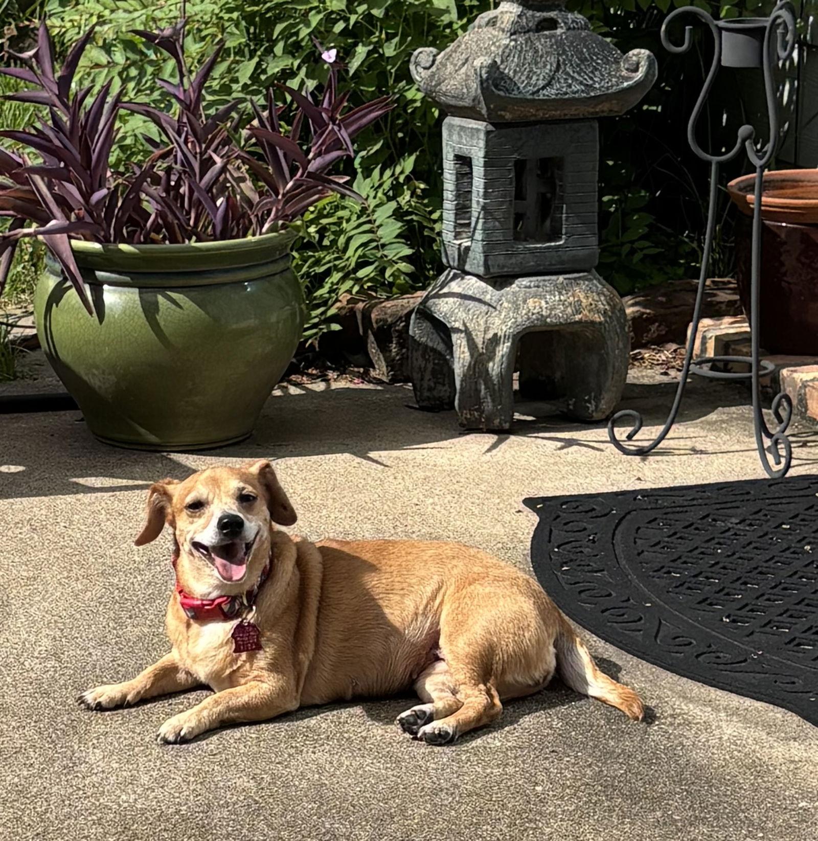 Bella, a Adoptable mixed breed in Pearland, TX image 1/3