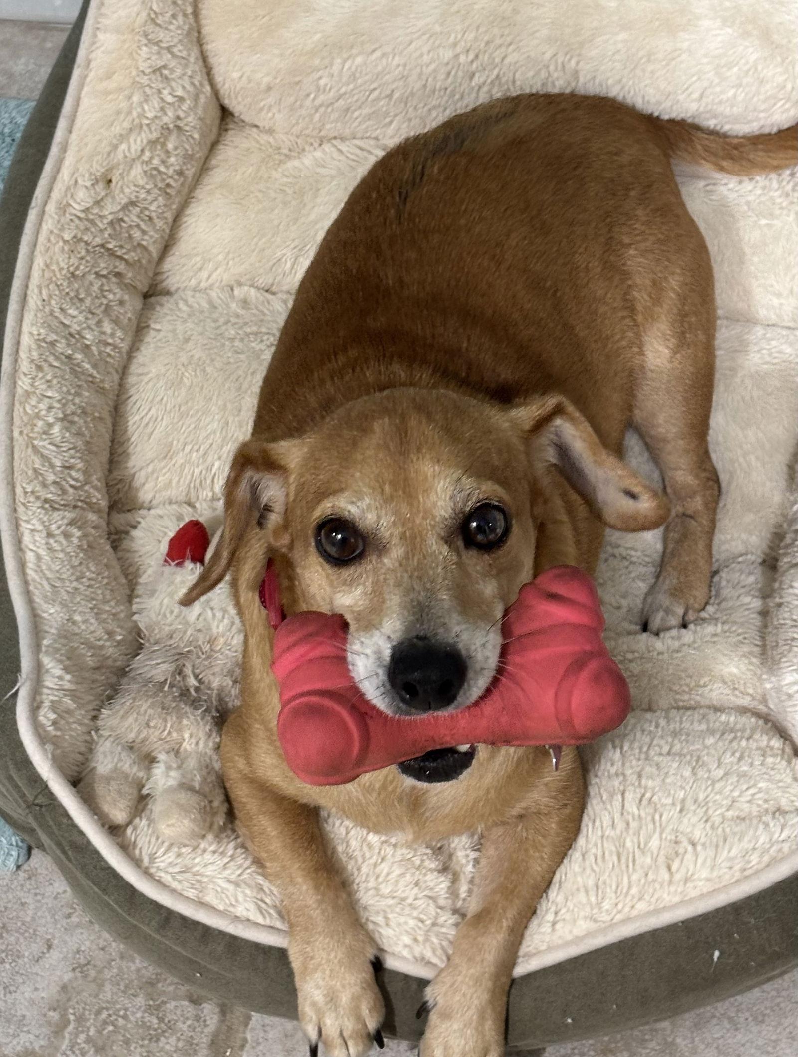 Bella, a Adoptable mixed breed in Pearland, TX image 2/3