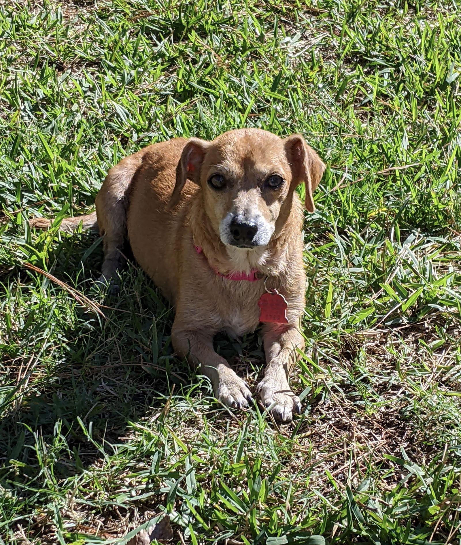 Bella, a Adoptable mixed breed in Pearland, TX image 3/3