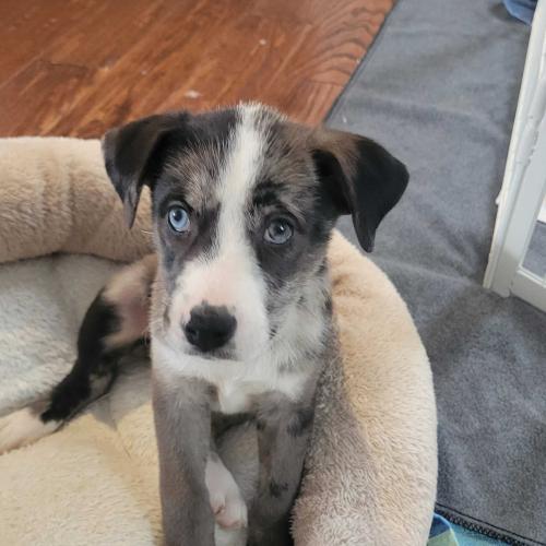 Enlarge Wild Whiskeria, a Adoptable mixed breed in Toms River, NJ image 1/6