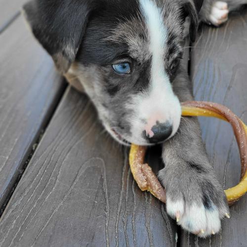 Enlarge Wild Whiskeria, a Adoptable mixed breed in Toms River, NJ image 2/6
