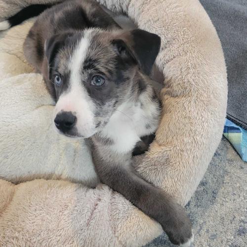 Enlarge Wild Whiskeria, a Adoptable mixed breed in Toms River, NJ image 3/6