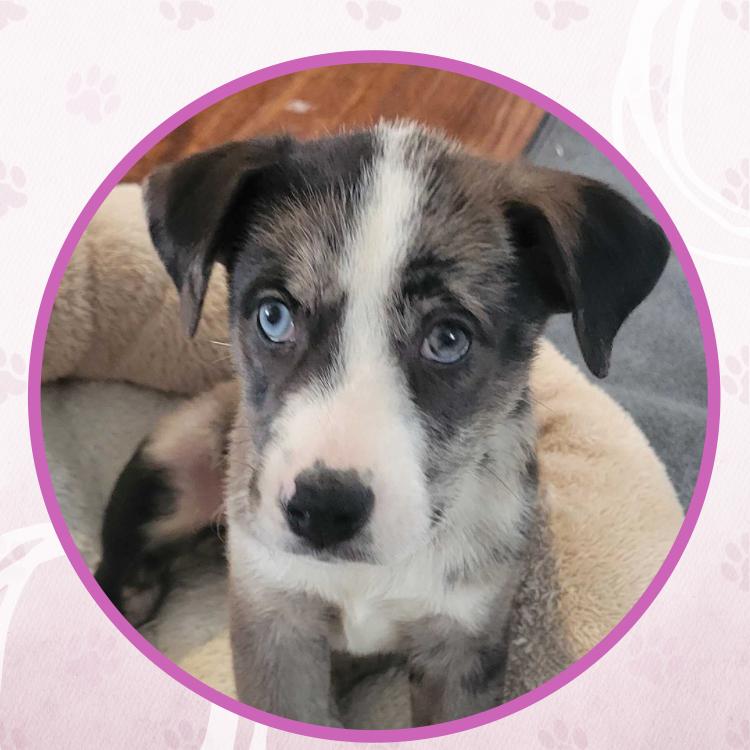 Enlarge Wild Whiskeria, a Adoptable mixed breed in Toms River, NJ image 4/6