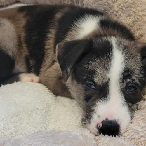 Enlarge Wild Whiskeria, a Adoptable mixed breed in Toms River, NJ image 5/6