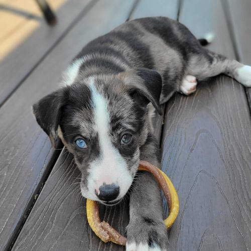 Enlarge Wild Whiskeria, a Adoptable mixed breed in Toms River, NJ image 6/6