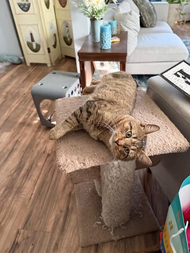 Ralphie, Adoptable, Adult Male Domestic Short Hair.