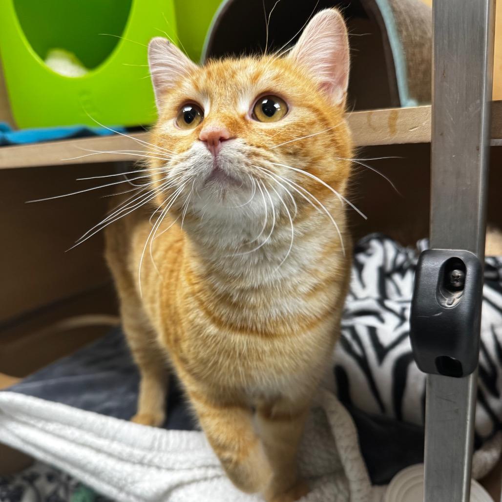 Baker, Adoptable, Young Male Domestic Short Hair.