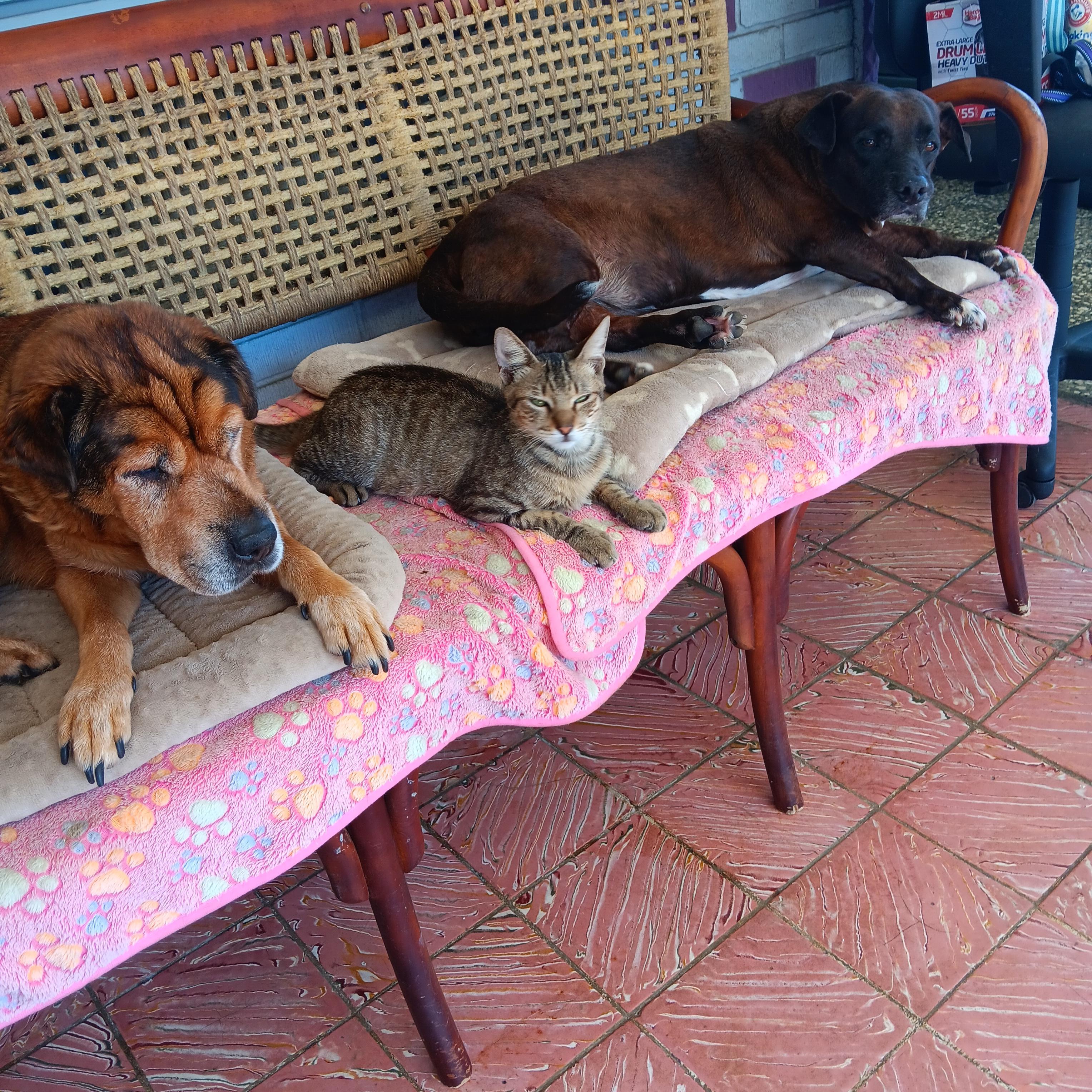 Cole, a Adoptable Tabby in Huntington, NY image 1/4