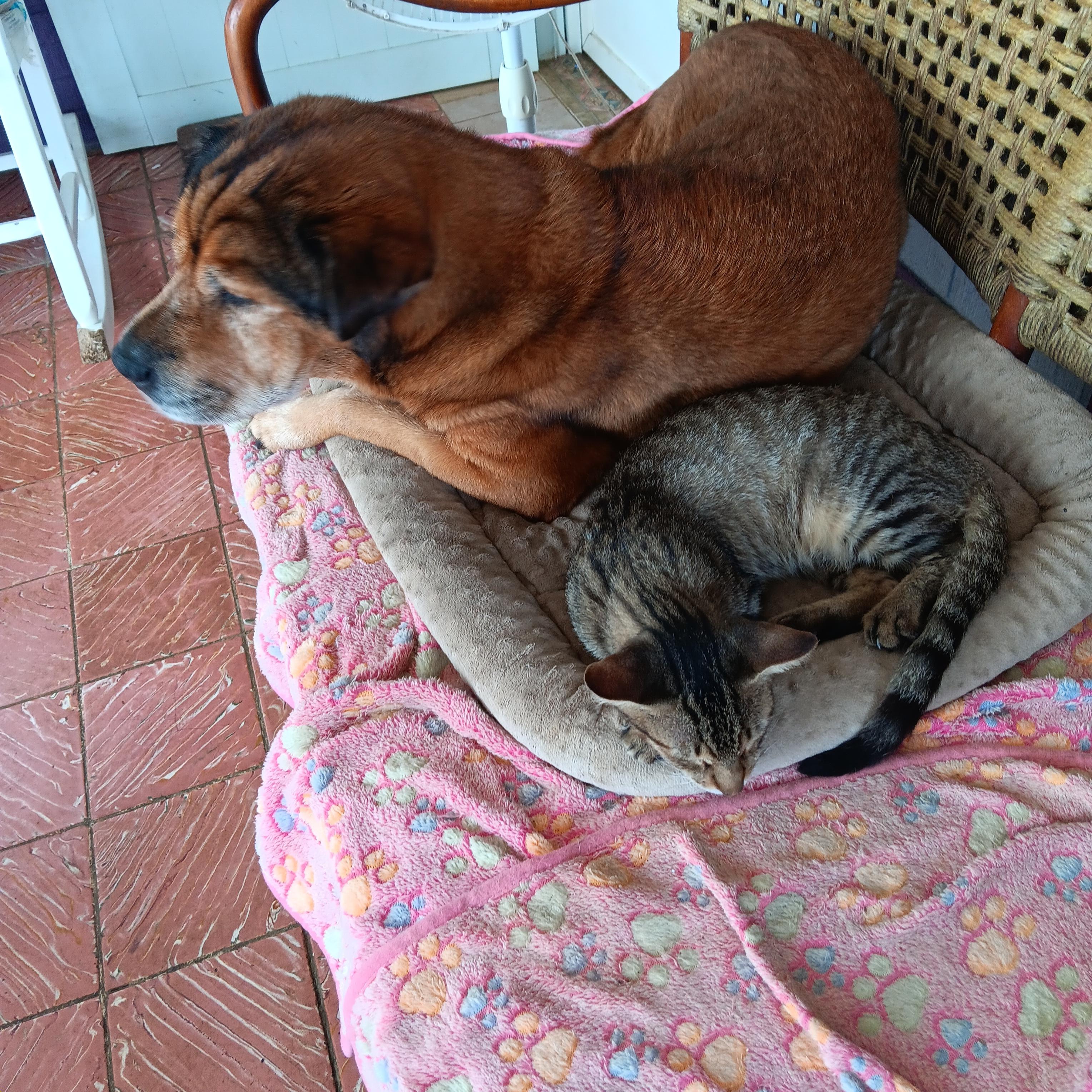 Cole, a Adoptable Tabby in Huntington, NY image 2/4