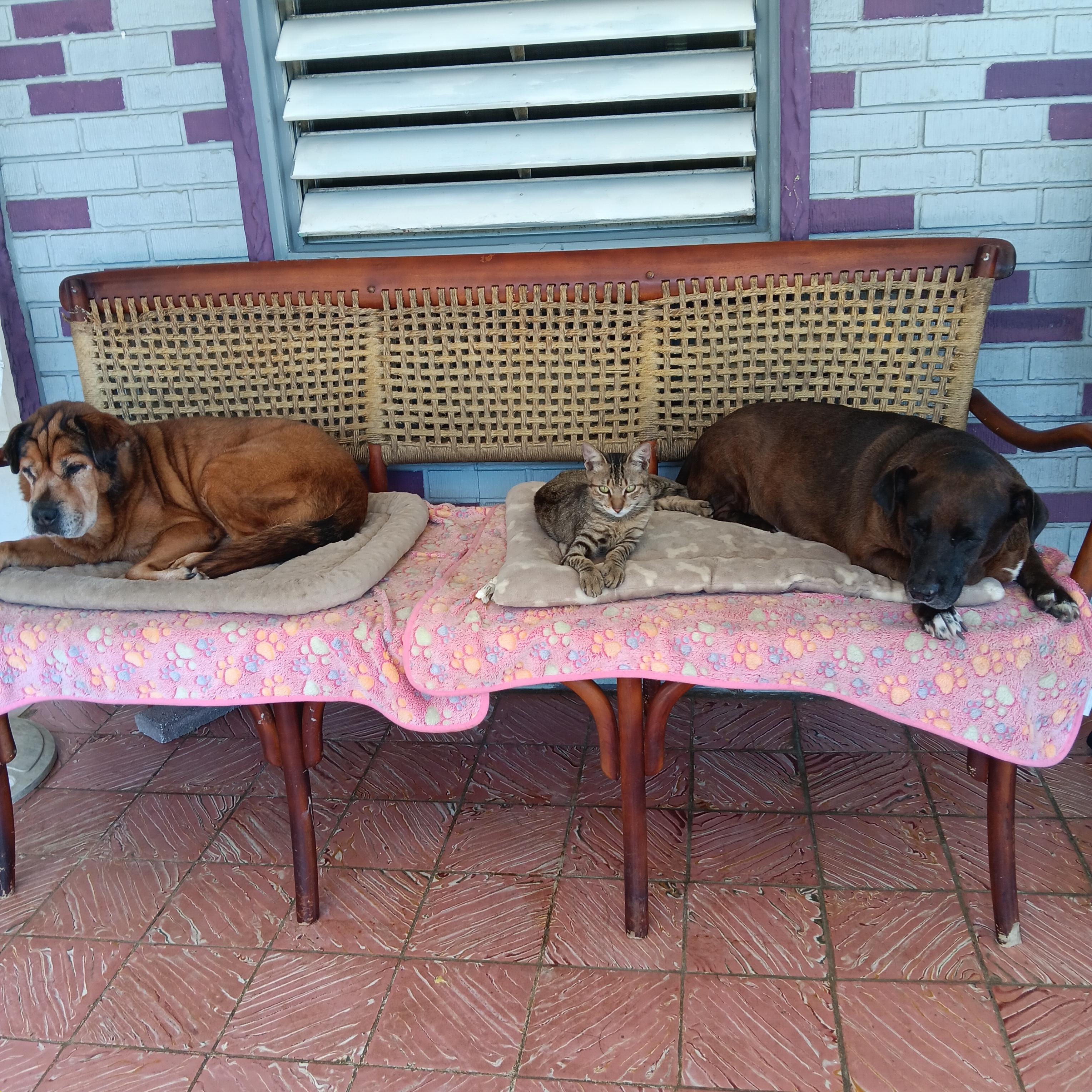 Cole, a Adoptable Tabby in Huntington, NY image 3/4